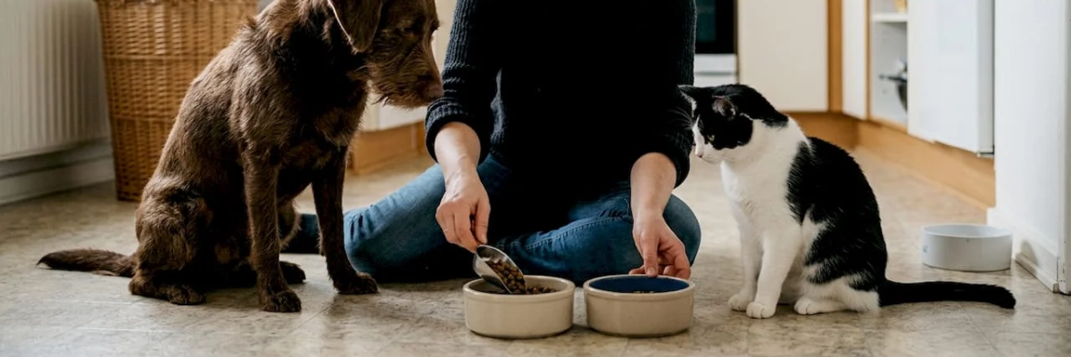 Forstå energiniveau i foder: Sundhed for hunde og katte