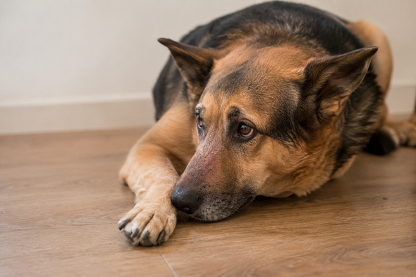 Allergivenligt hundefoder