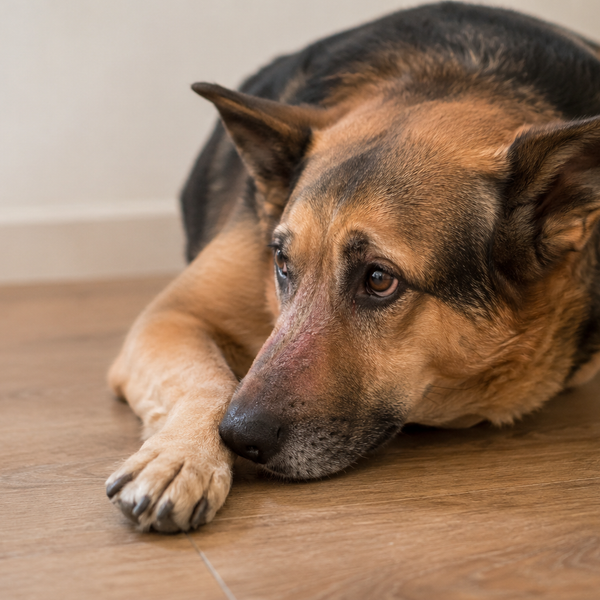 Foderallergi hos hunde: sådan finder du det rette allergivenlige foder