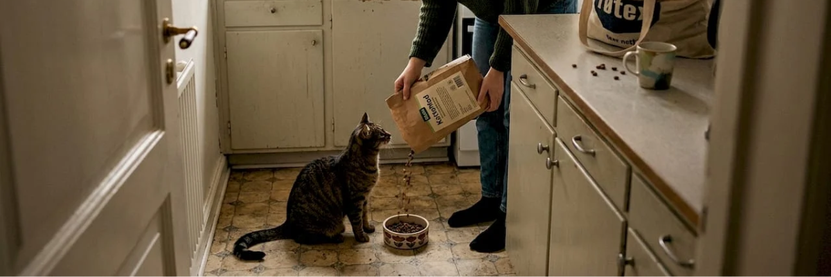 Sådan vælger du det bedste kattemad til din kat