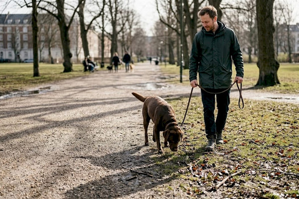 En mand går tur med sin hund, der nysgerrigt snuser rundt i byparken.