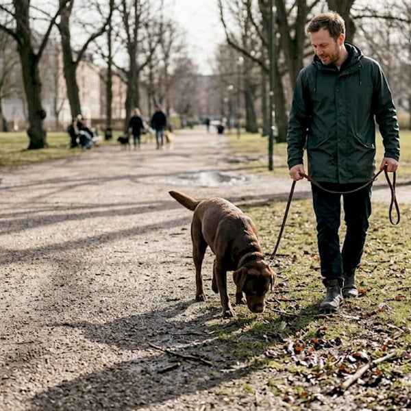 Gør hundeluftning sjovere og sundere: 10 tips til glade hunde