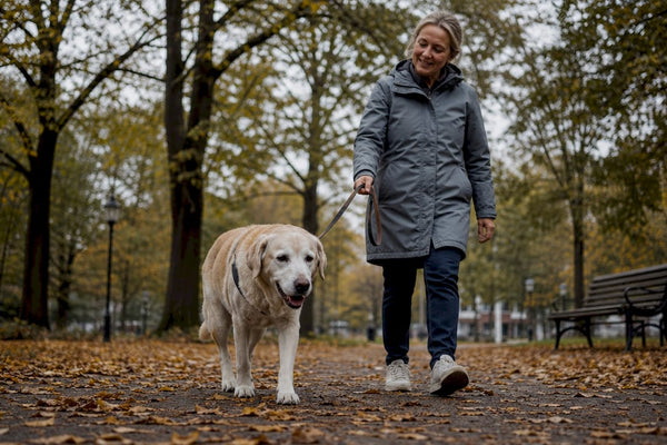 En ældre hund går roligt ved siden af sin ejer på en hyggelig tur gennem parken.