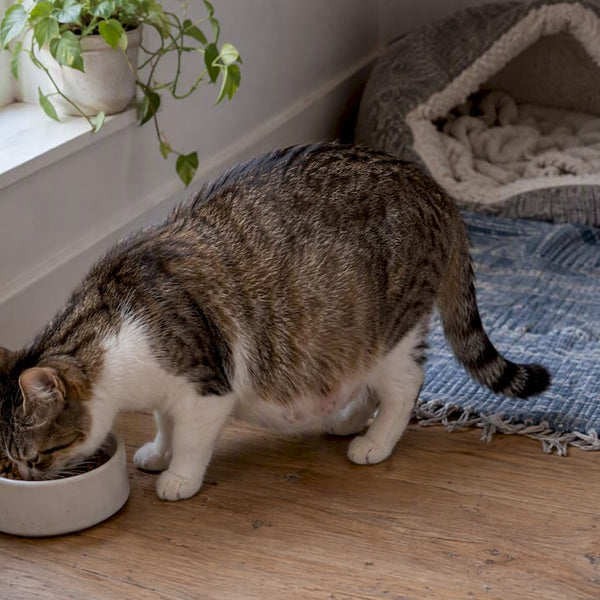 Drægtig kat spiser fra en lav madskål