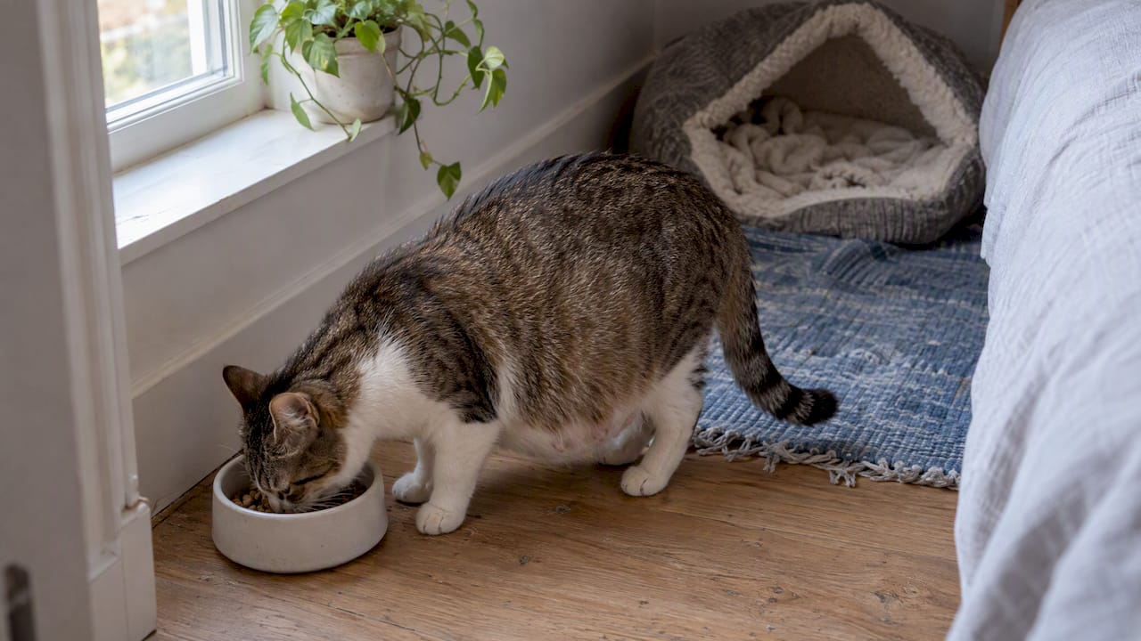 Drægtig kat spiser fra en lav madskål