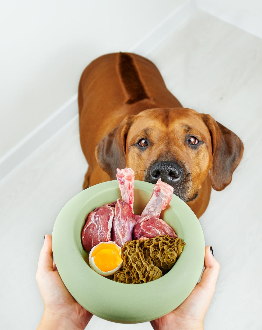 Bedste hundefoder: sådan finder du det rigtige til din hund