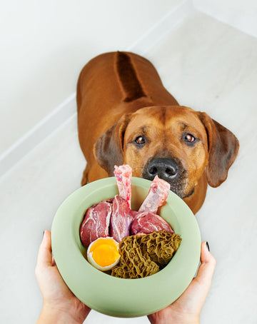 Bedste hundefoder: sådan finder du det rigtige til din hund