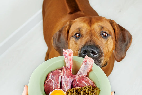 Bedste hundefoder