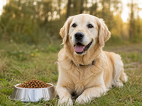 Glutenfrit hundefoder