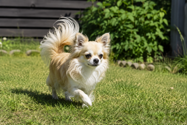 Langhåret Chihuahua: raceguide – temperament, pleje, motion og sundhed