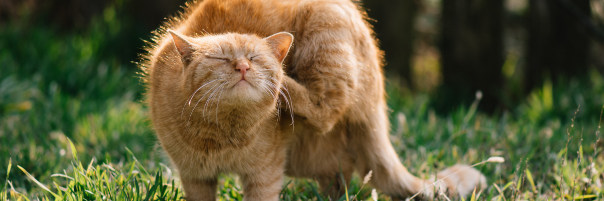 Lopper kat