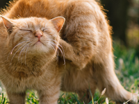 Lopper kat