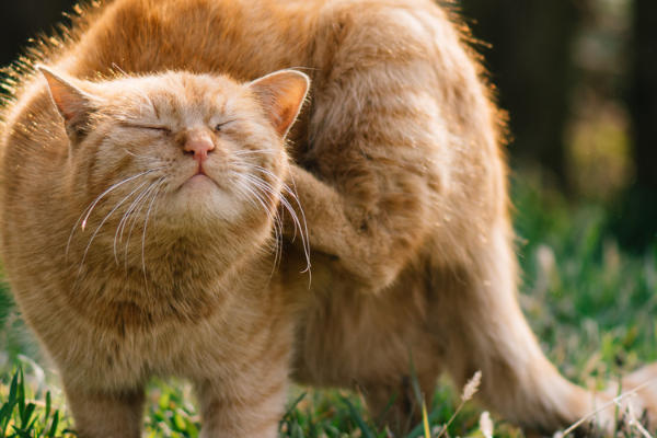 Lopper kat