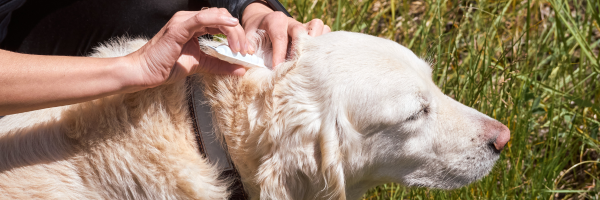 Flåter hund