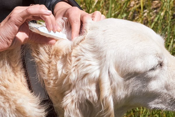 Flåter hund