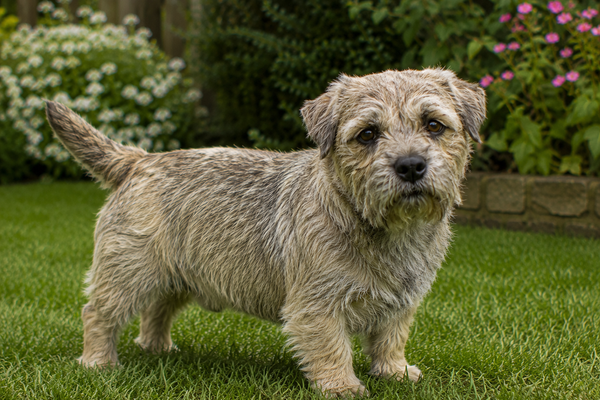 Glen of Imaal Terrier: raceguide – temperament, pleje, motion og sundhed