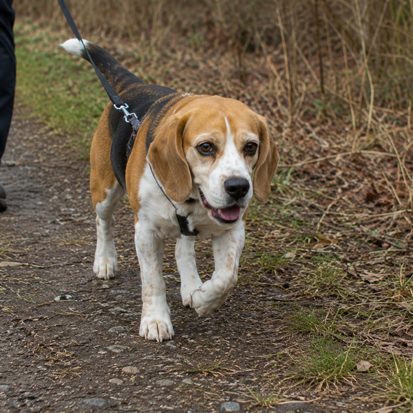 Beagle: raceguide – temperament, pleje, motion og sundhed