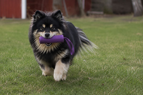 Finsk Lapphund: raceguide – temperament, pleje, motion og sundhed