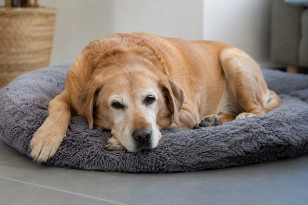 Kosttilskud til hunde med gigt