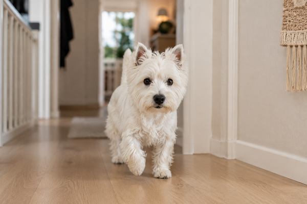 West Highland White Terrier: raceguide – temperament, pleje, motion og sundhed