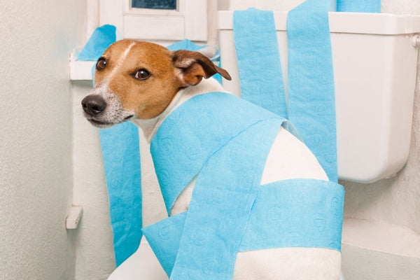 Dårlig mave og diarre hos hunde