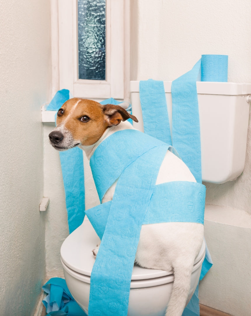 Dårlig mave og diarre hos hunde