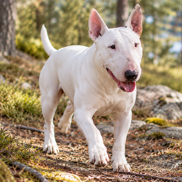 Bull Terrier: raceguide – temperament, pleje, motion og sundhed