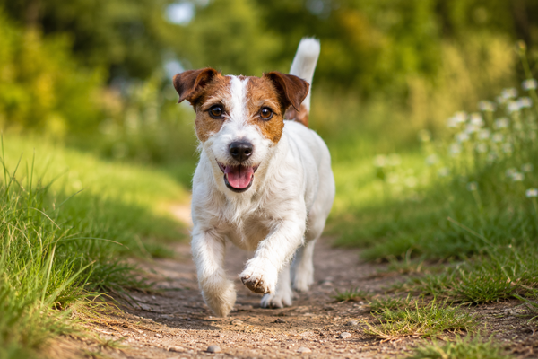 Jack Russell Terrier: raceguide – temperament, pleje, motion og sundhed