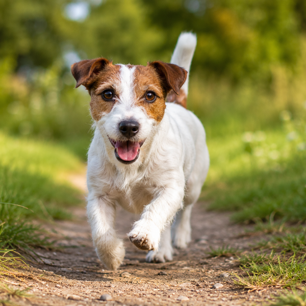 Jack Russell Terrier: raceguide – temperament, pleje, motion og sundhed