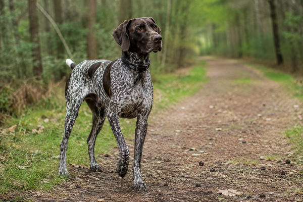 Tysk Korthåret Hønsehund: raceguide – temperament, pleje, motion og sundhed