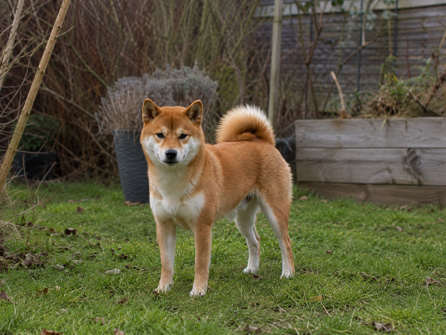 Shiba Inu: raceguide – temperament, pleje, motion og sundhed