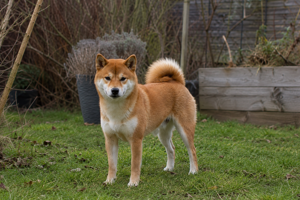 Shiba Inu: raceguide – temperament, pleje, motion og sundhed