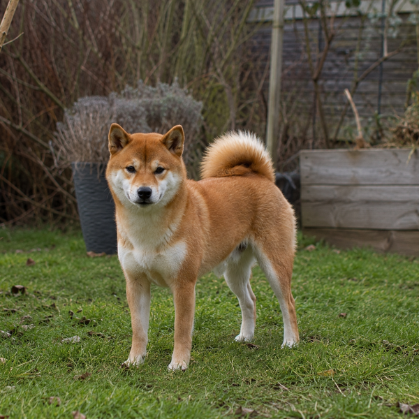 Shiba Inu: raceguide – temperament, pleje, motion og sundhed
