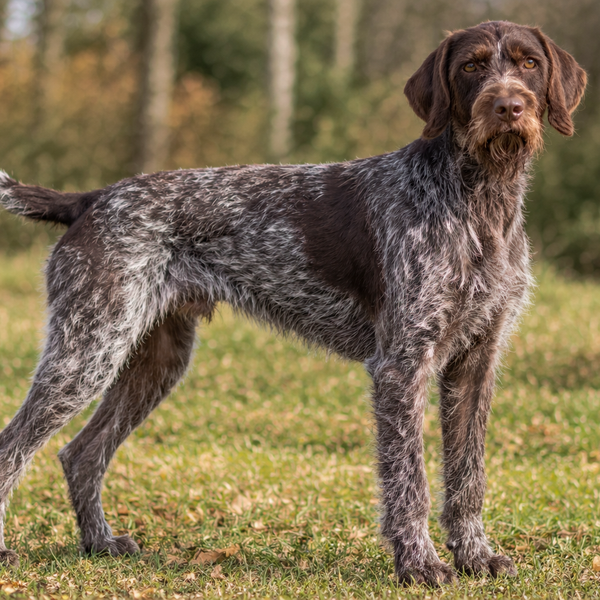 Ruhåret Hønsehund: raceguide – temperament, pleje, motion og sundhed