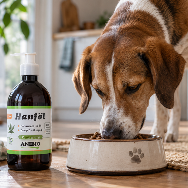 CBD-olie til hund: hvad du skal vide (og forskellen på hampeolie)