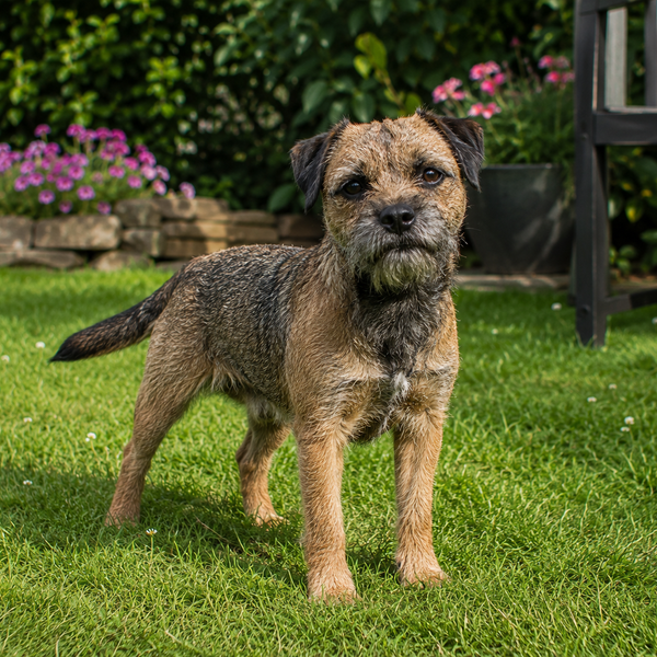 Border Terrier: raceguide – temperament, pleje, motion og sundhed