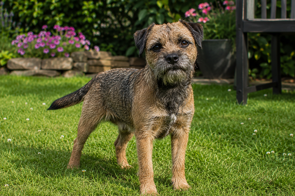 Border Terrier: raceguide – temperament, pleje, motion og sundhed