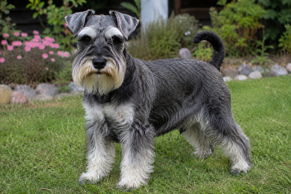 Miniature Schnauzer (Dværgschnauzer): raceguide – temperament, pleje, motion og sundhed