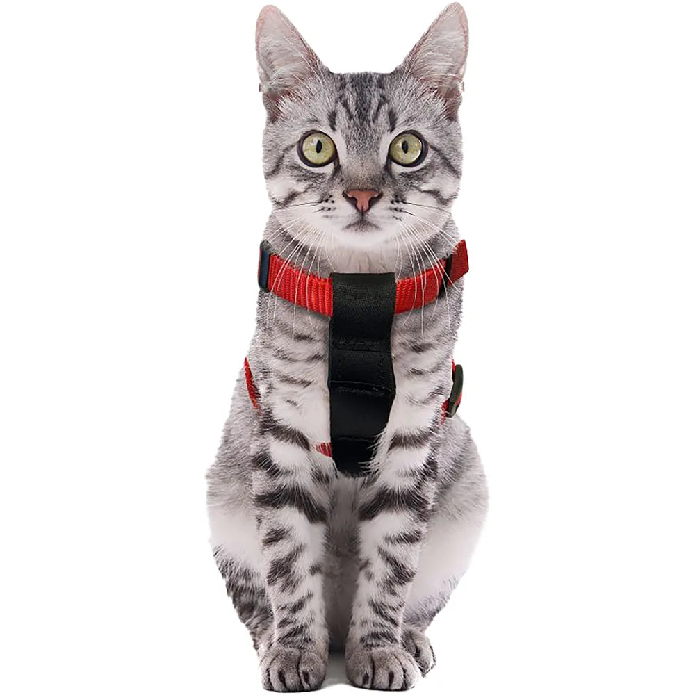 Flamingo Bilsele Kat