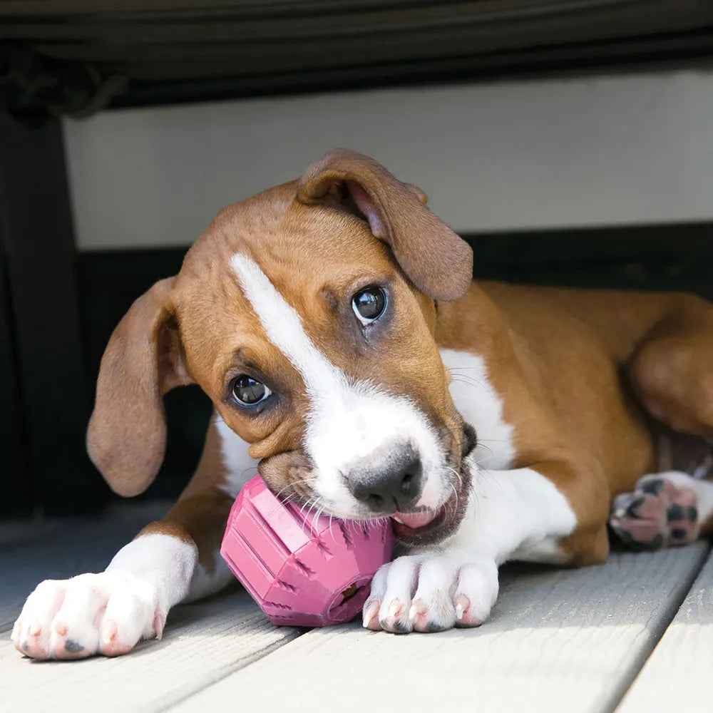 Kong Puppy Activityball