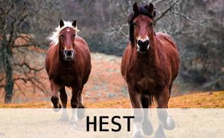 Heste tilbehør og artikler
