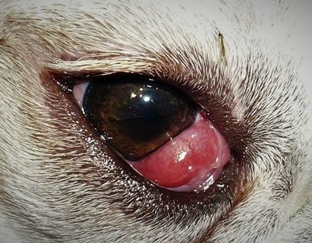 Øjenbetændelse hund
