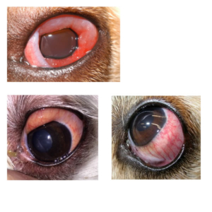 behandling øjenbetændelse på hund