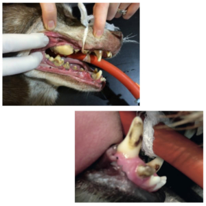 Fjernelse af tandsten hund