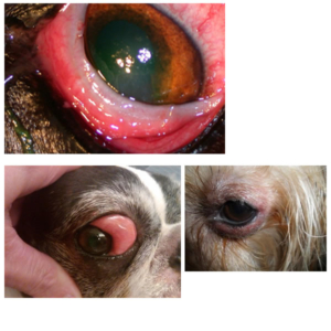 eksempler øjenbetændelse hhund