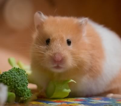 hvor meget vejer en hamster?