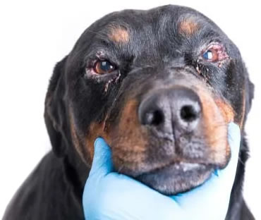 Tyggegummi straf ødelagte Allergi hund - Læs om foder allergi og hunden her